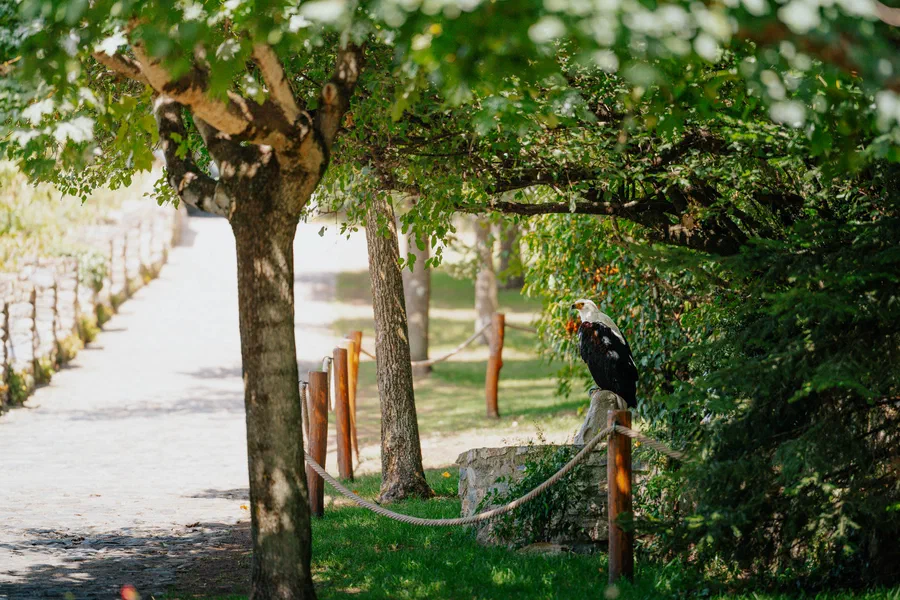 Projet Donjon des aigles Commerce - photo 72