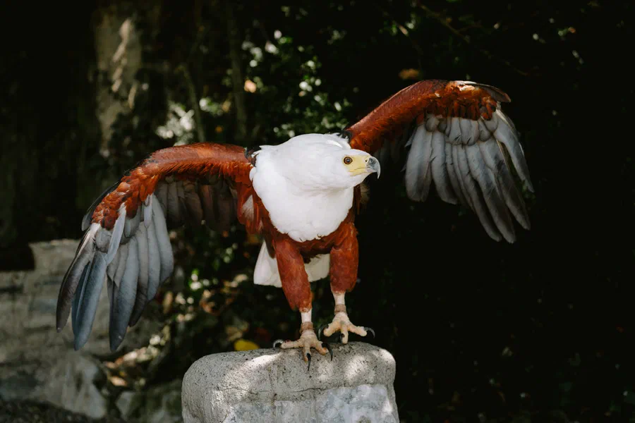 Projet Donjon des aigles Commerce - photo 70