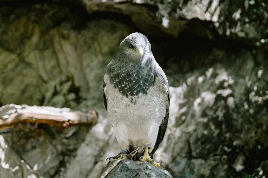 Projet Donjon des aigles Commerce - photo 69