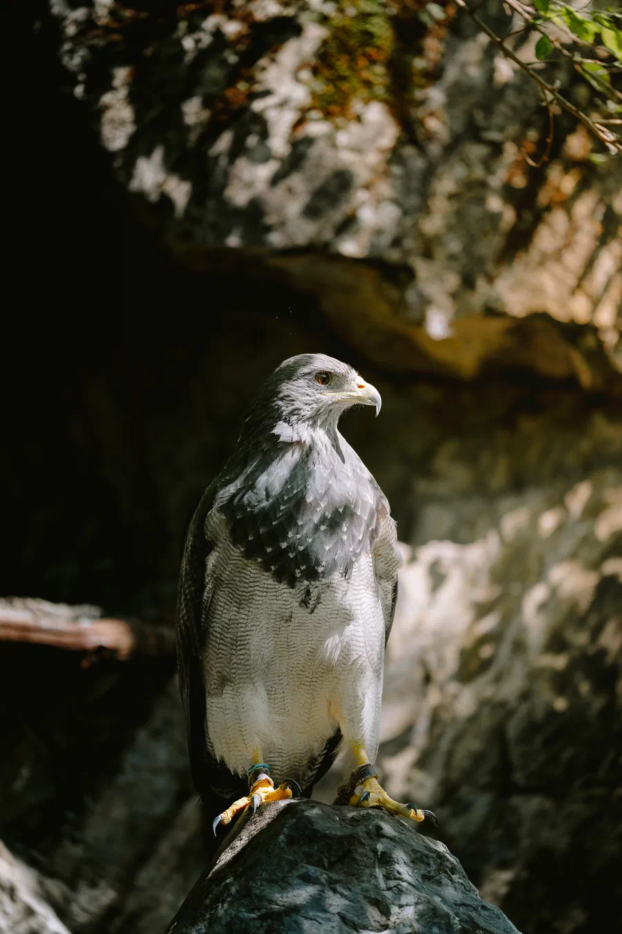 Projet Donjon des aigles Commerce - photo 68