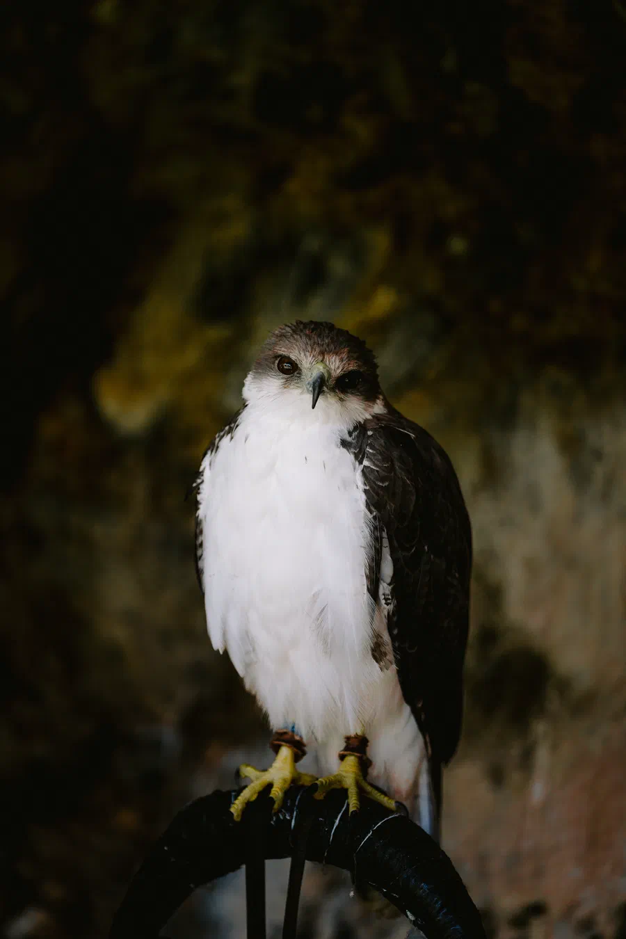 Projet Donjon des aigles Commerce - photo 59