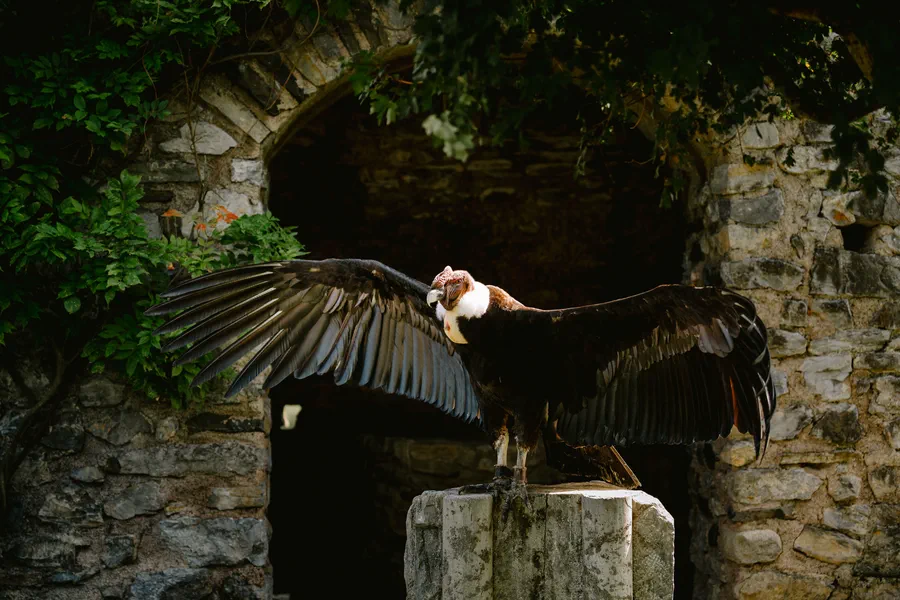 Projet Donjon des aigles Commerce - photo 65