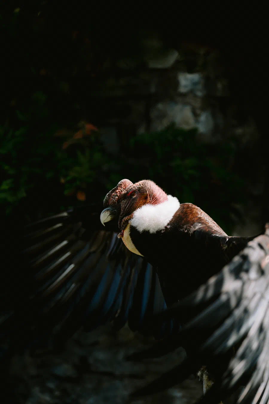 Projet Donjon des aigles Commerce - photo 54