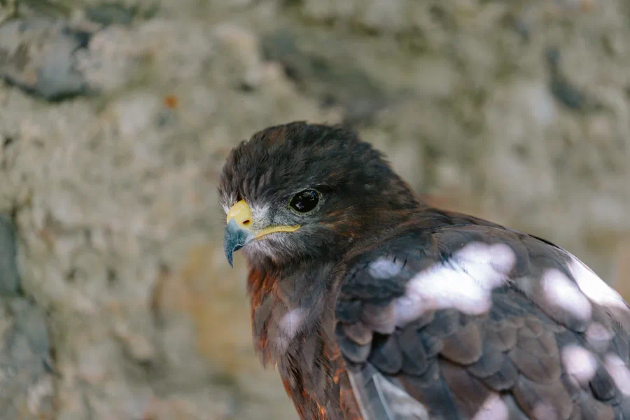 Projet Donjon des aigles Commerce - photo 51