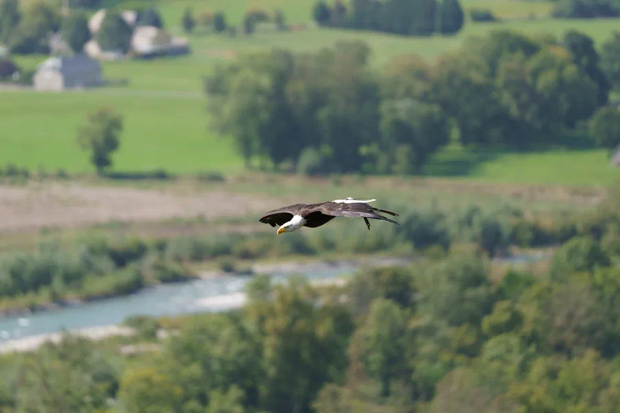 Projet Donjon des aigles Commerce - photo 50