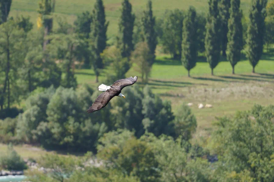 Projet Donjon des aigles Commerce - photo 49