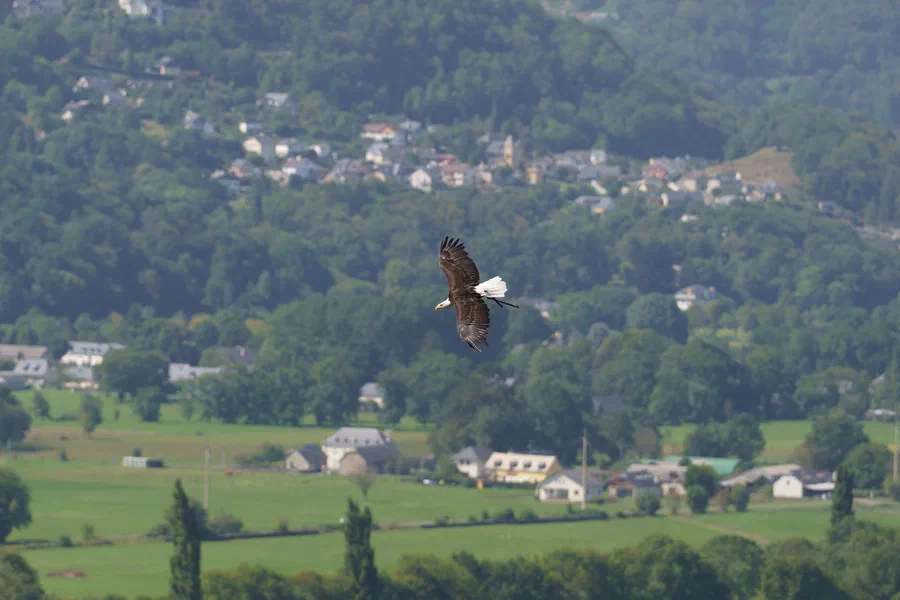 Projet Donjon des aigles Commerce - photo 48