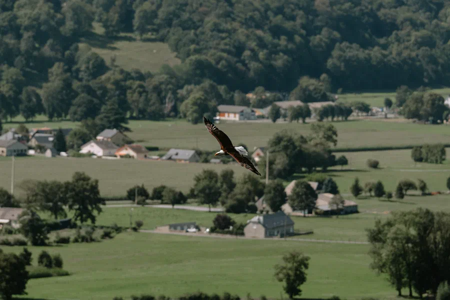 Projet Donjon des aigles Commerce - photo 47