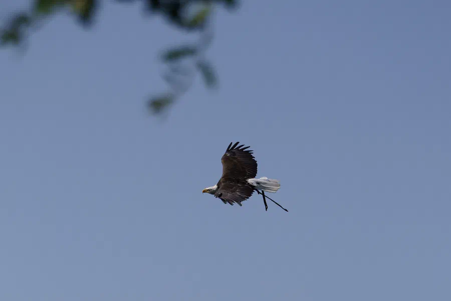 Projet Donjon des aigles Commerce - photo 46