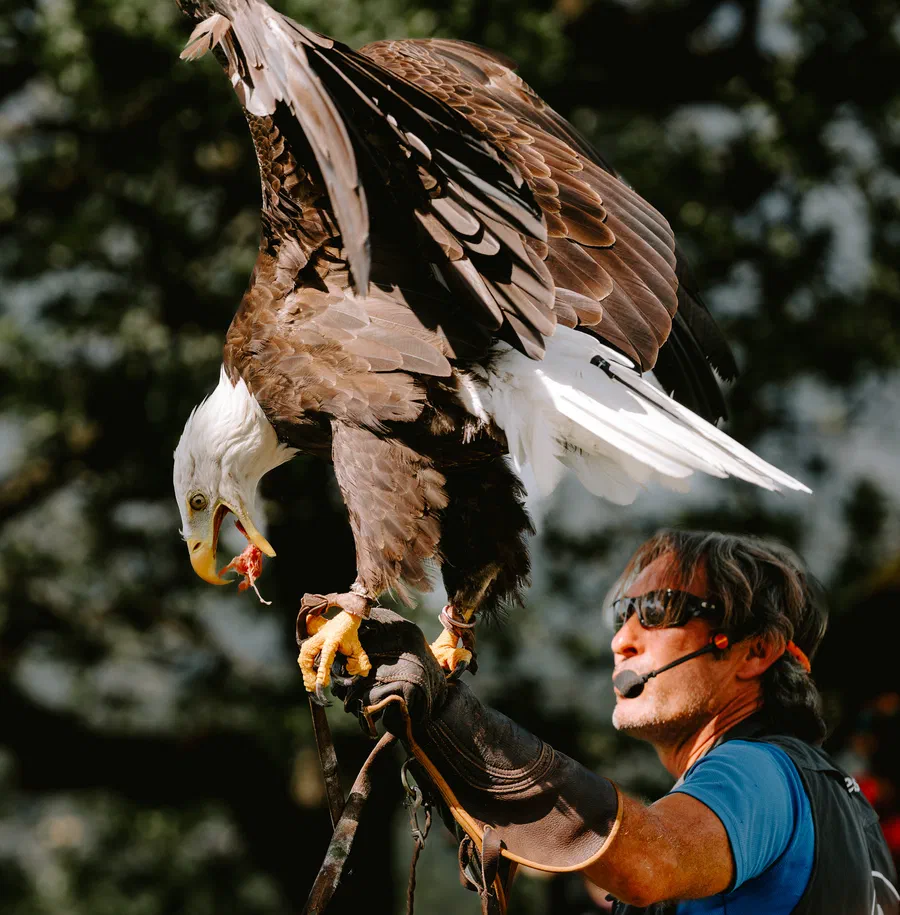 Projet Donjon des aigles Commerce - photo 45