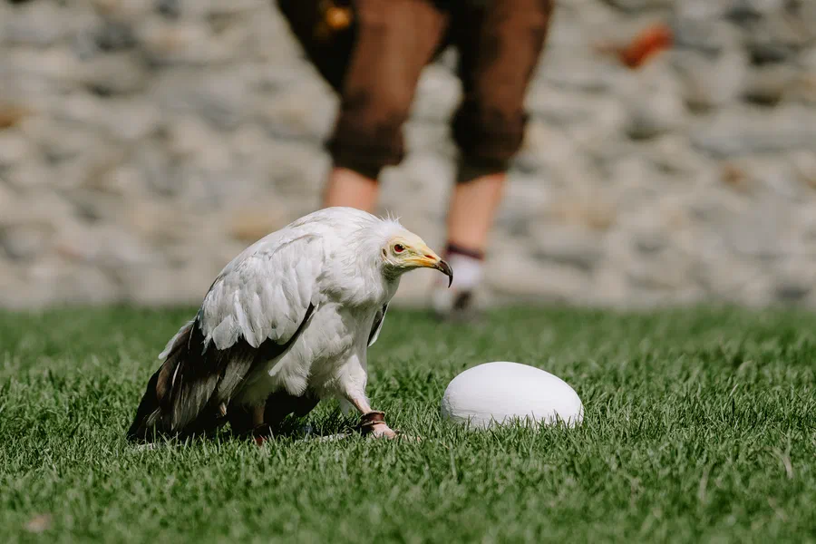 Projet Donjon des aigles Commerce - photo 41