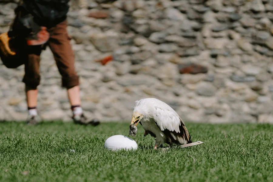 Projet Donjon des aigles Commerce - photo 40