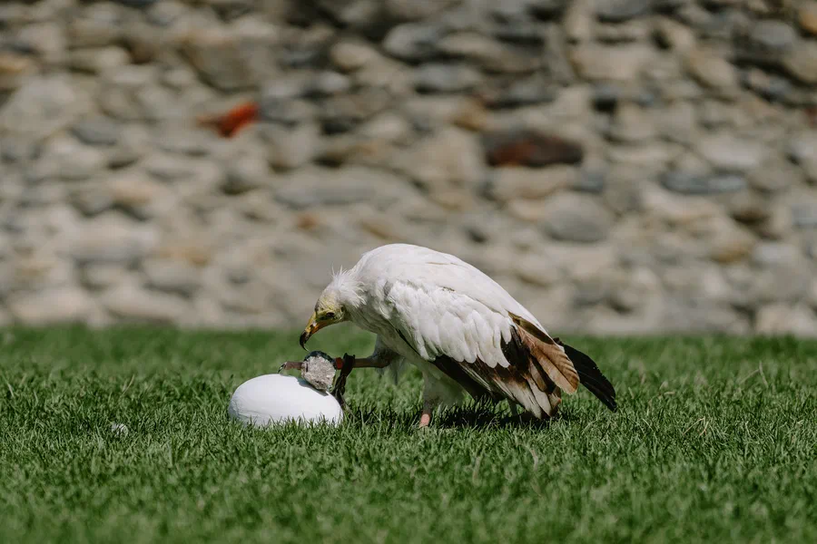 Projet Donjon des aigles Commerce - photo 39