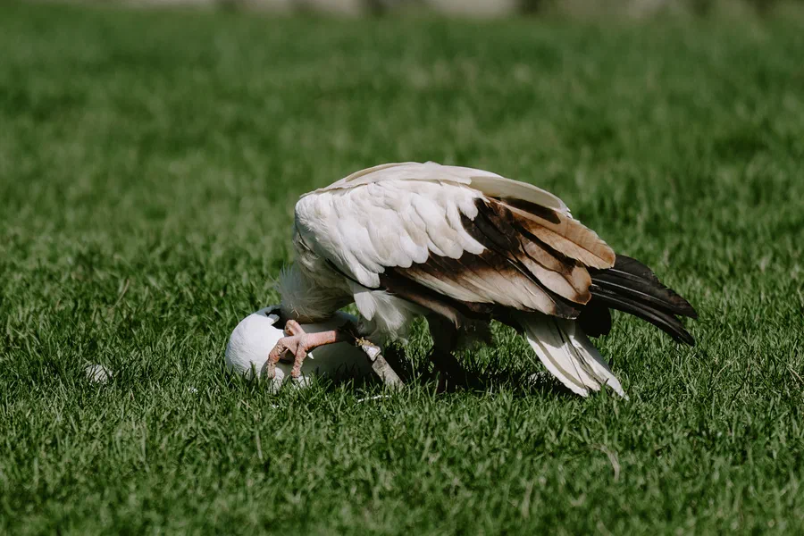Projet Donjon des aigles Commerce - photo 38