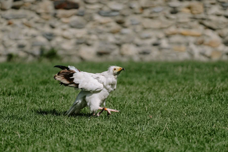 Projet Donjon des aigles Commerce - photo 37