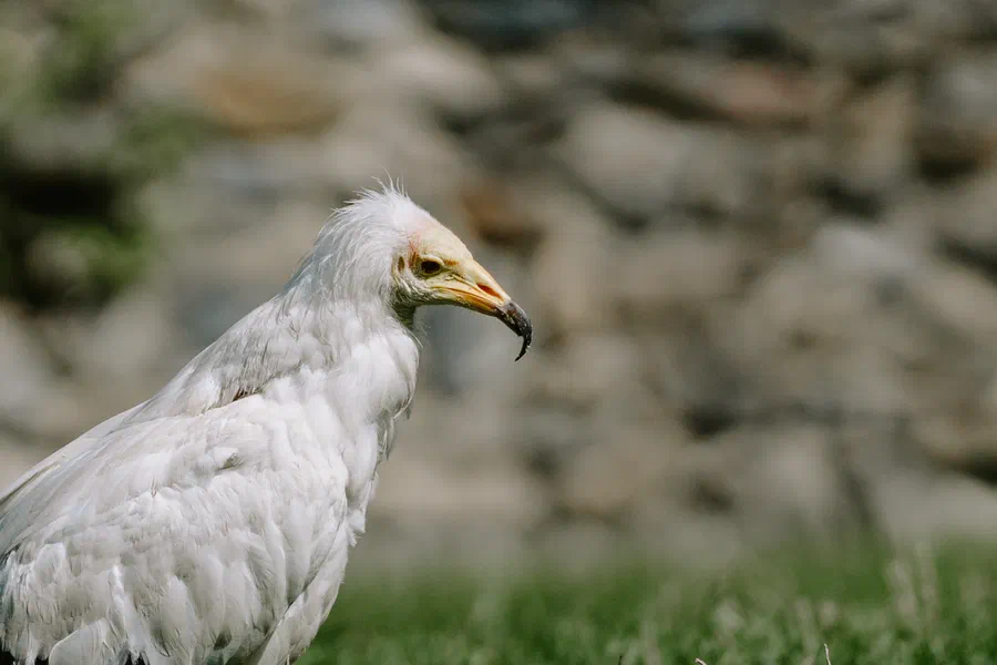 Projet Donjon des aigles Commerce - photo 36