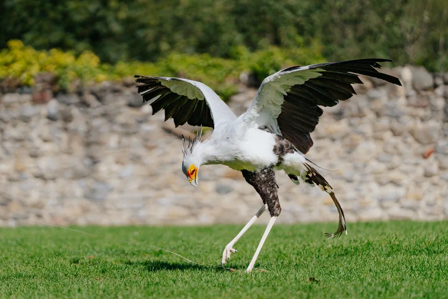 Projet Donjon des aigles Commerce - photo 29
