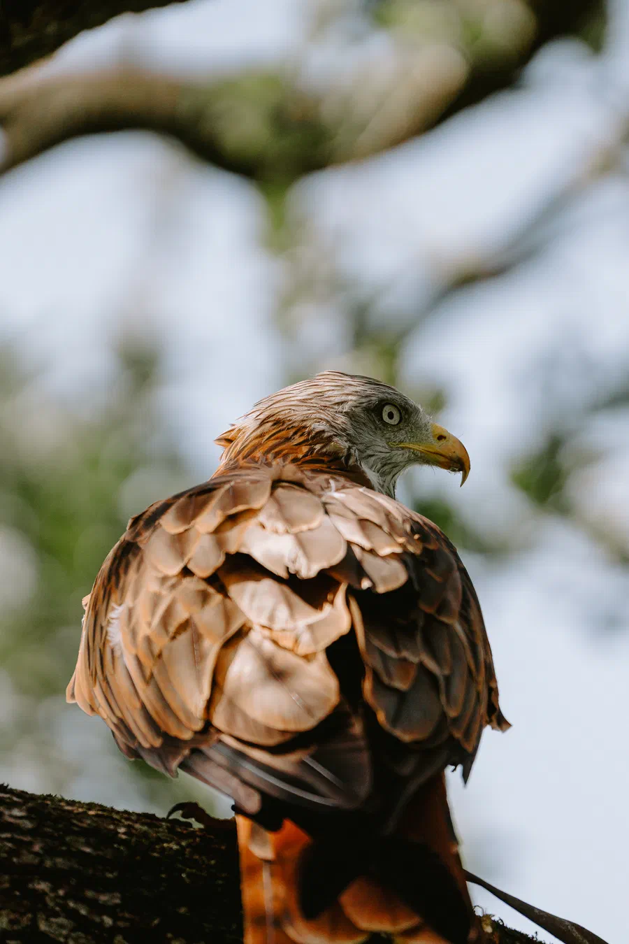 Projet Donjon des aigles Commerce - photo 27