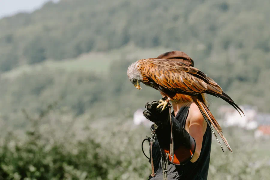 Projet Donjon des aigles Commerce - photo 23