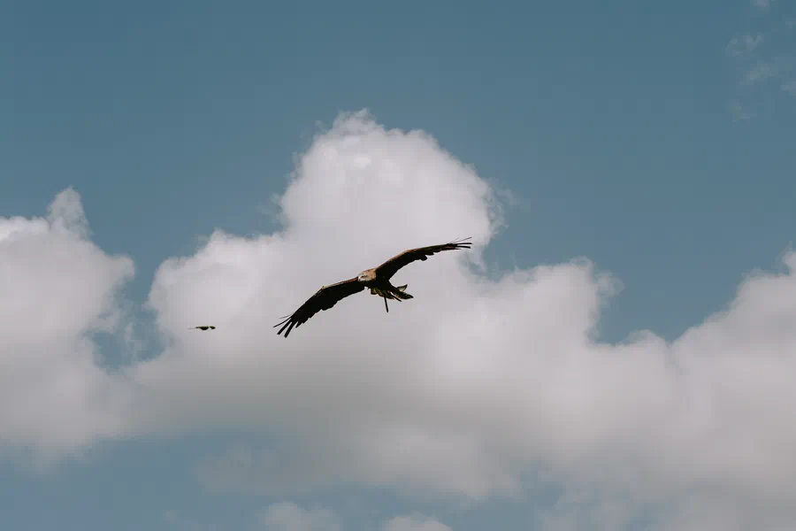 Projet Donjon des aigles Commerce - photo 18