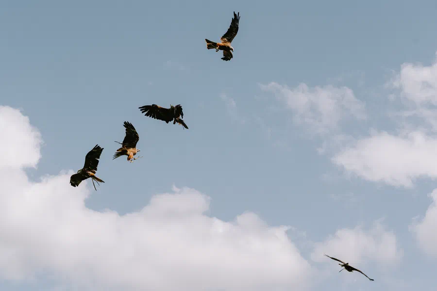 Projet Donjon des aigles Commerce - photo 17