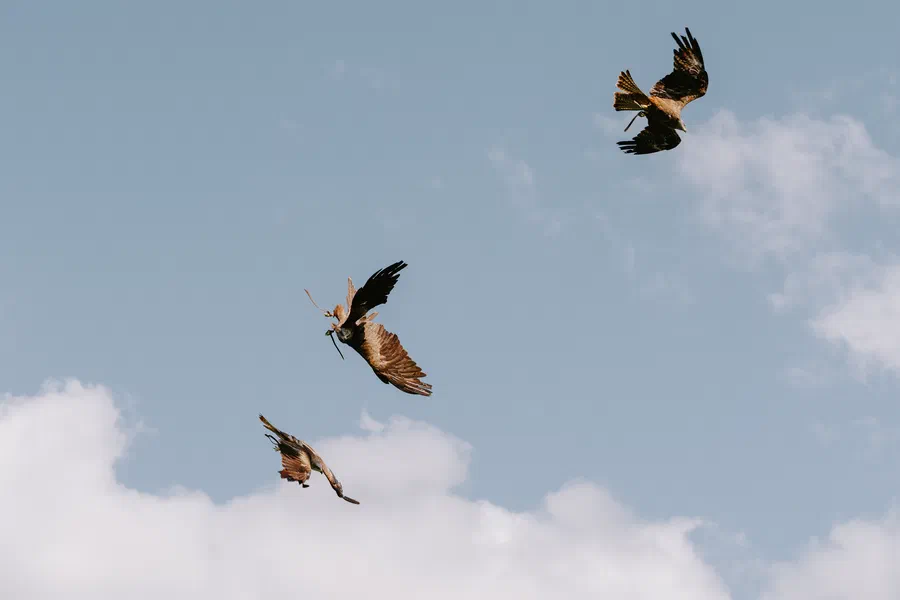 Projet Donjon des aigles Commerce - photo 16
