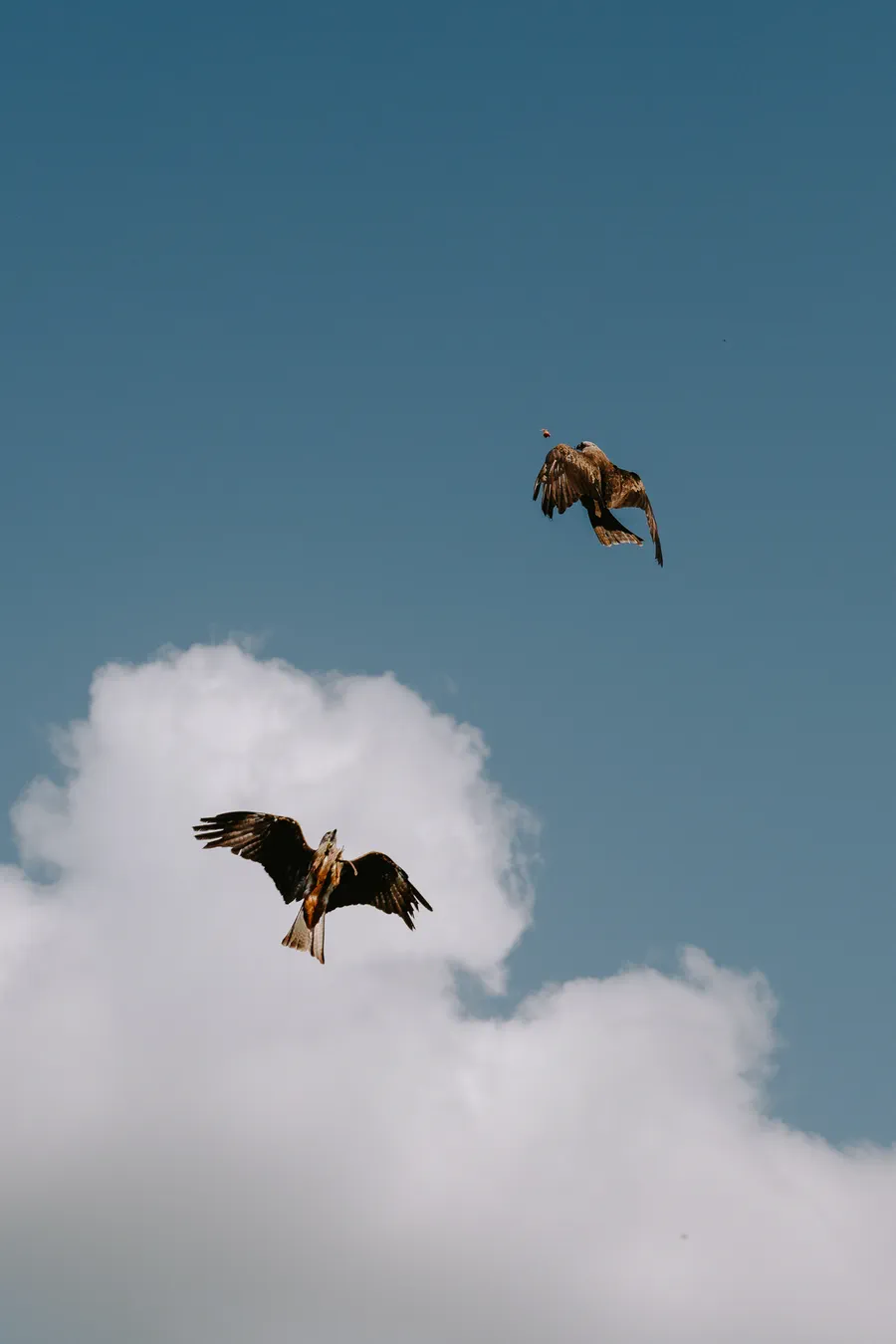 Projet Donjon des aigles Commerce - photo 108