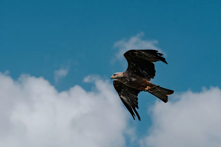 Projet Donjon des aigles Commerce - photo 11
