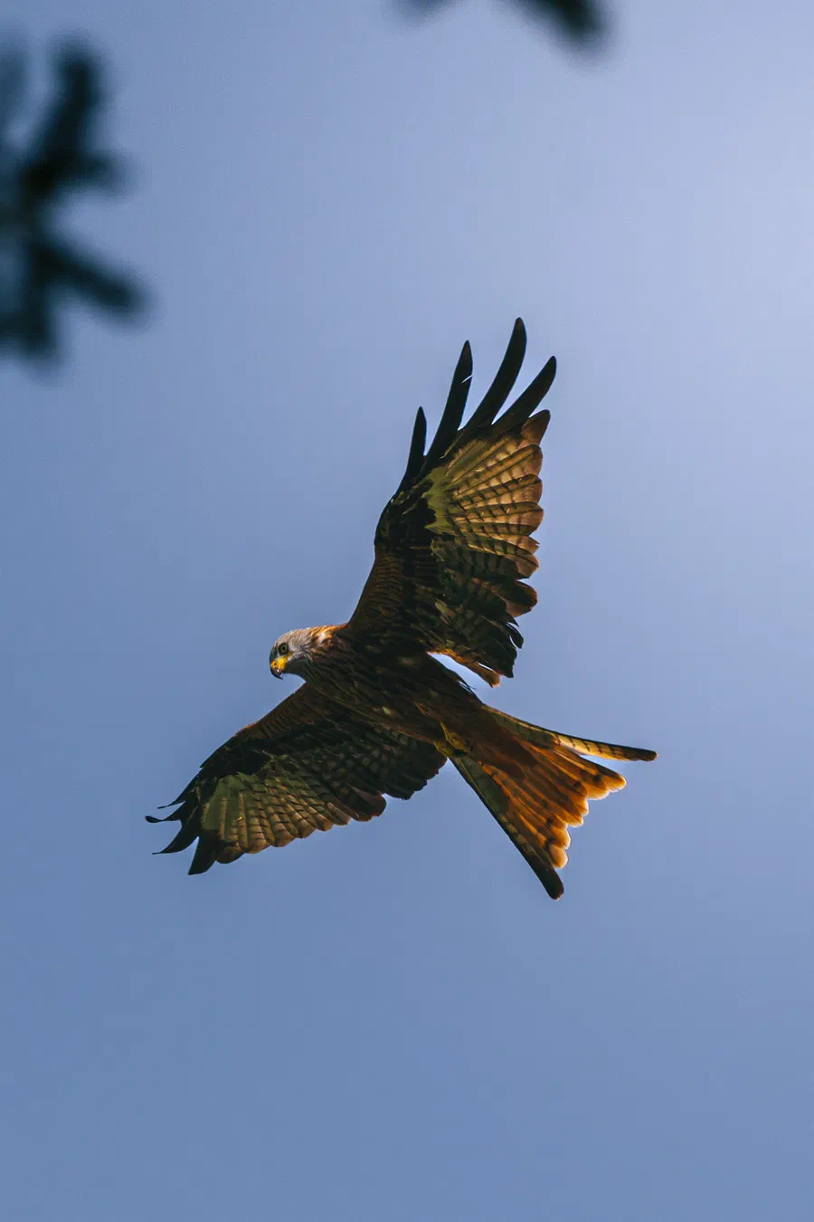 Projet Donjon des aigles Commerce - photo 10