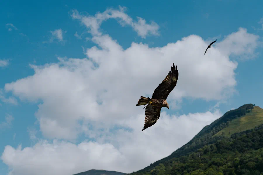 Projet Donjon des aigles Commerce - photo 08