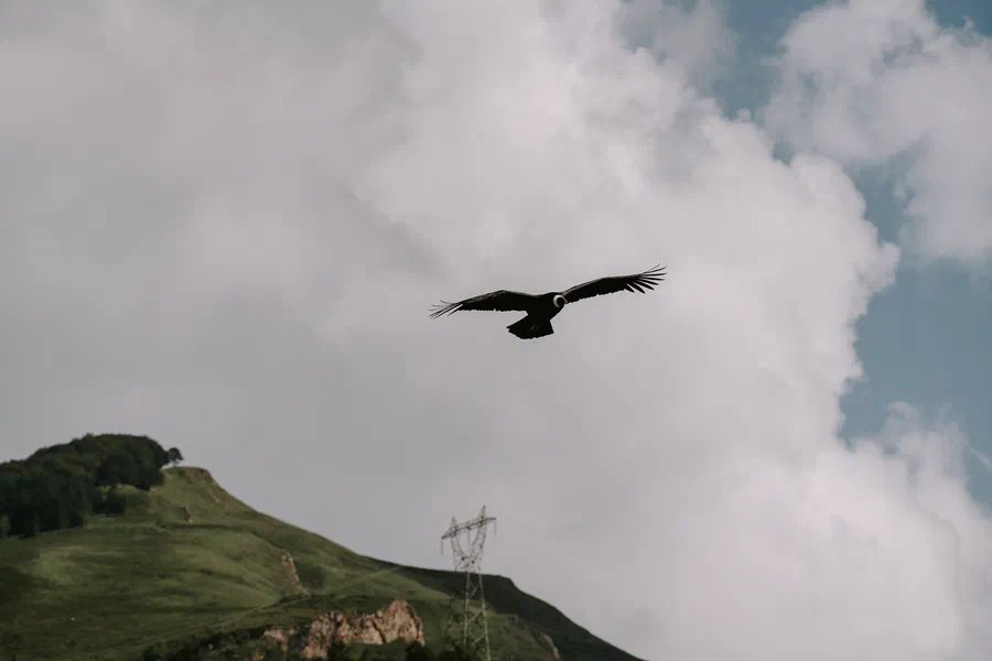 Projet Donjon des aigles Commerce - photo 06