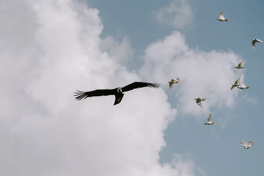 Projet Donjon des aigles Commerce - photo 05