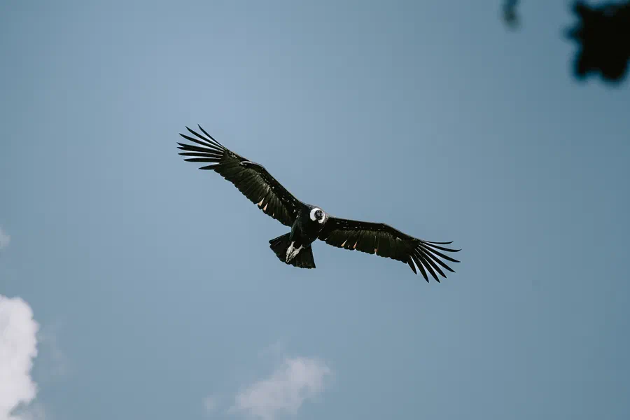 Projet Donjon des aigles Commerce - photo 04