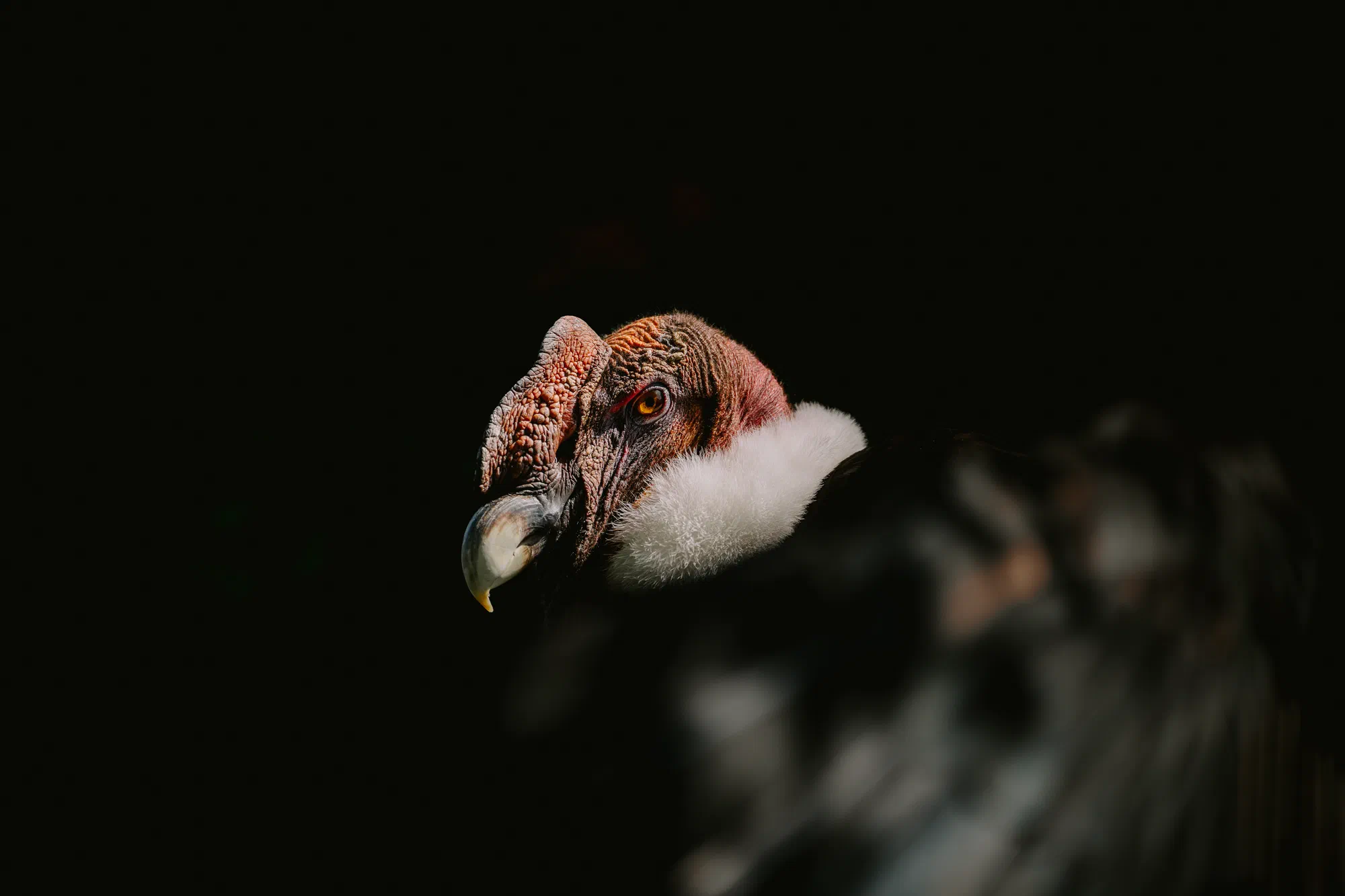Condor des Andes III