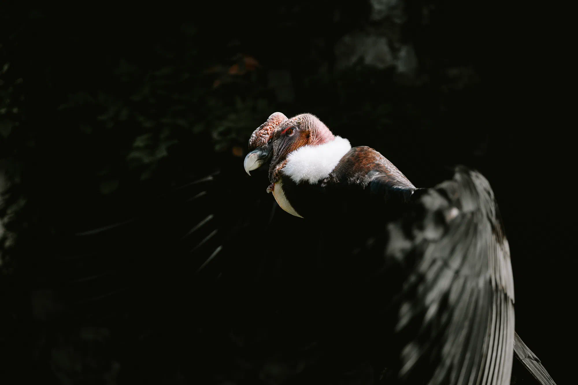 Condor des Andes II
