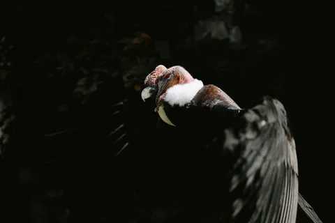 Condor des Andes II