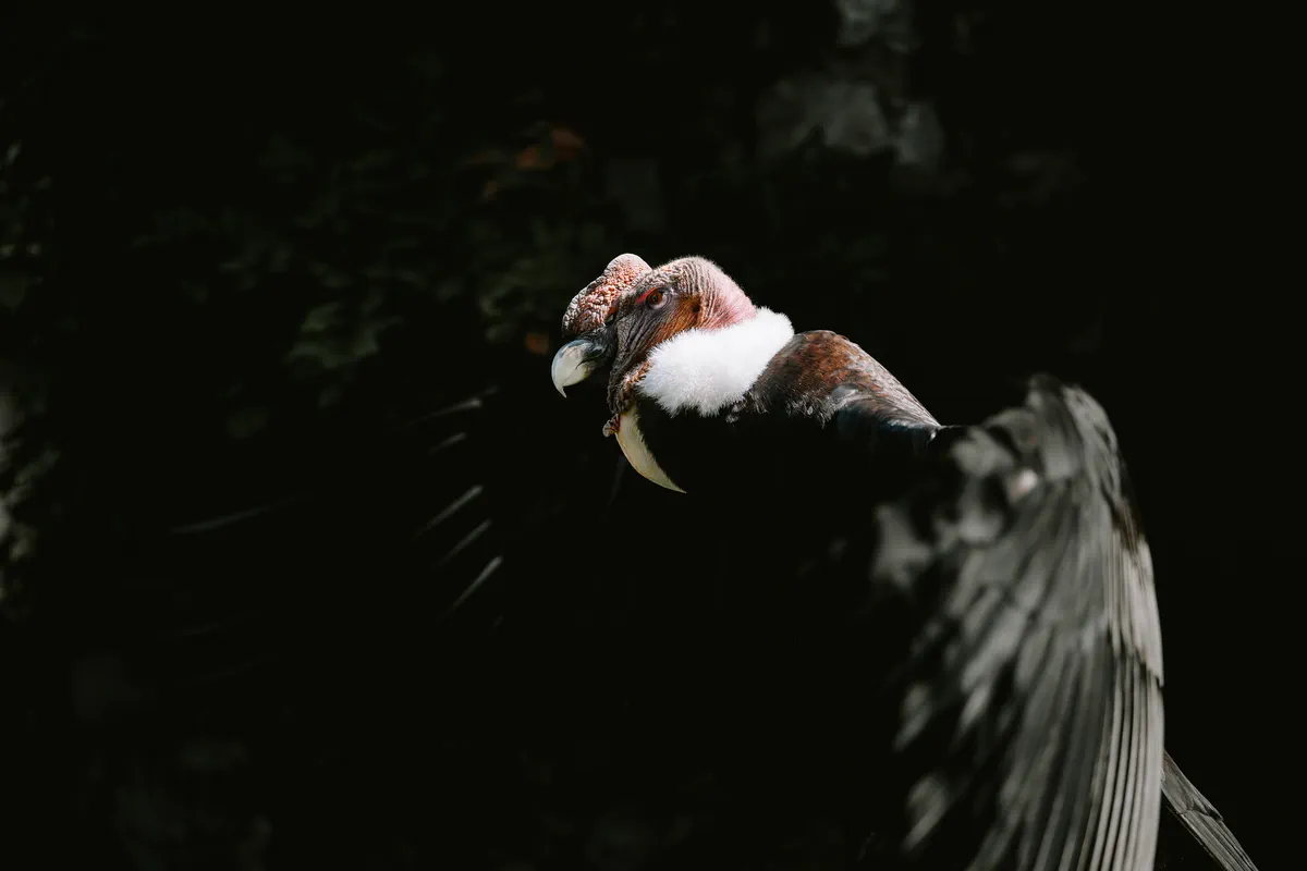 Condor des Andes II