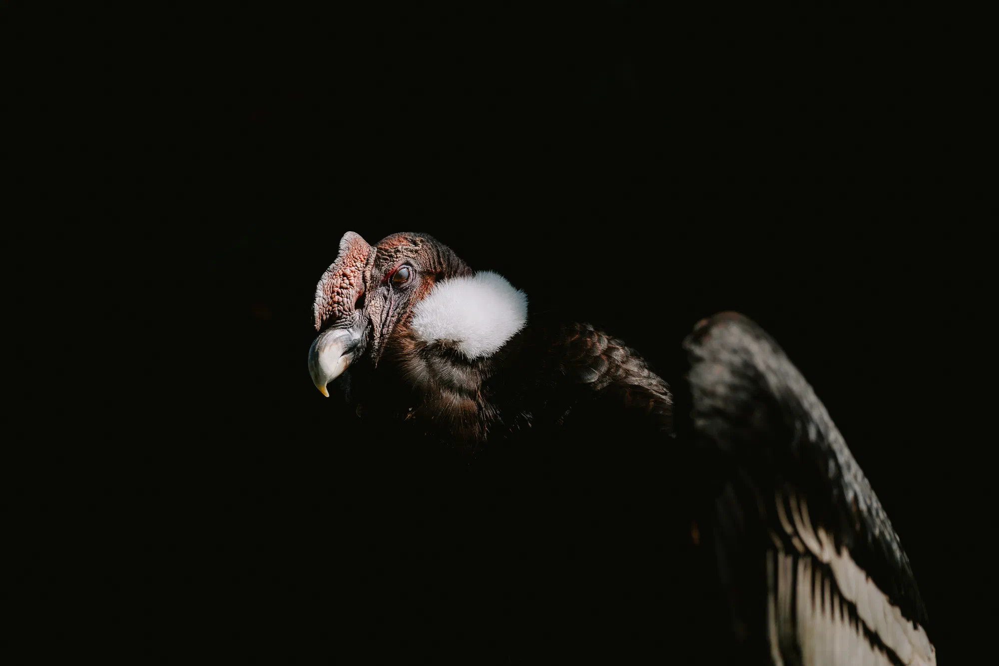 Condor des Andes I