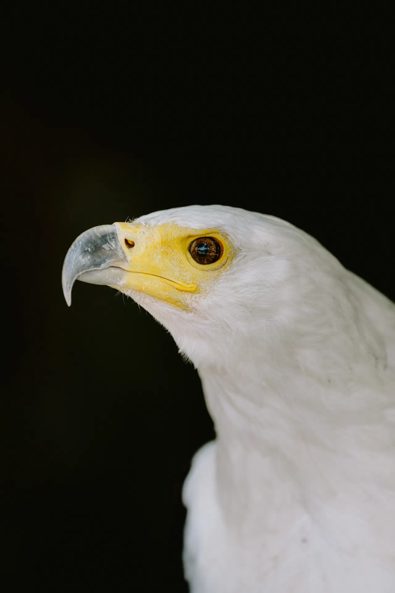 Pygargue vocifer