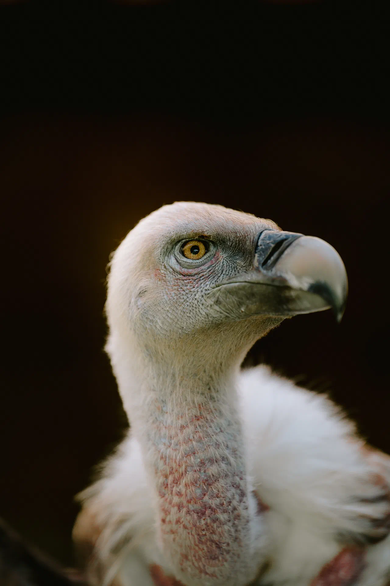 Vautour fauve