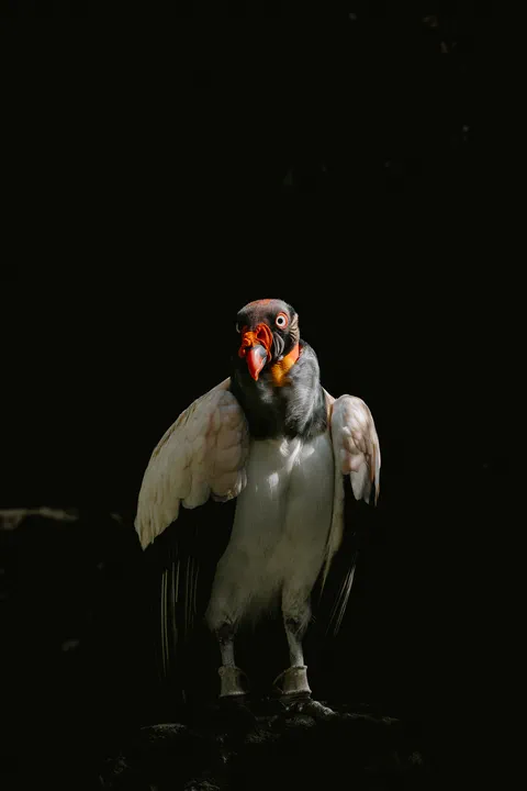 Vautour pape II