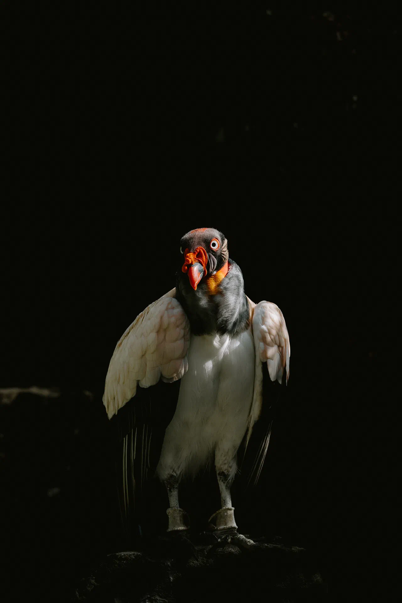 Vautour pape II