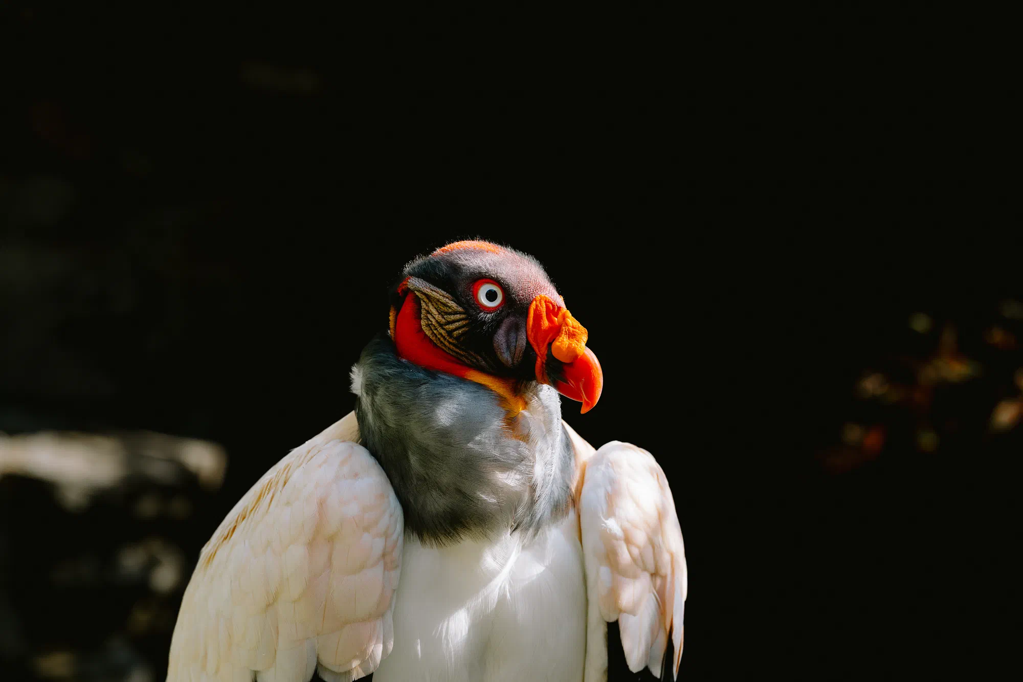 Vautour pape I