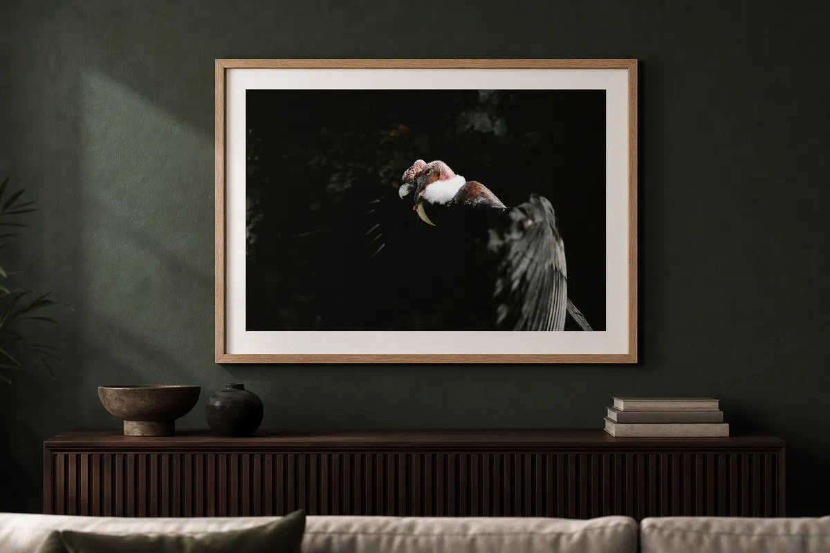 Condor des Andes II