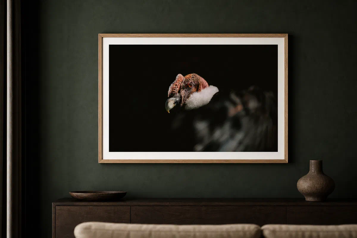 Condor des Andes III
