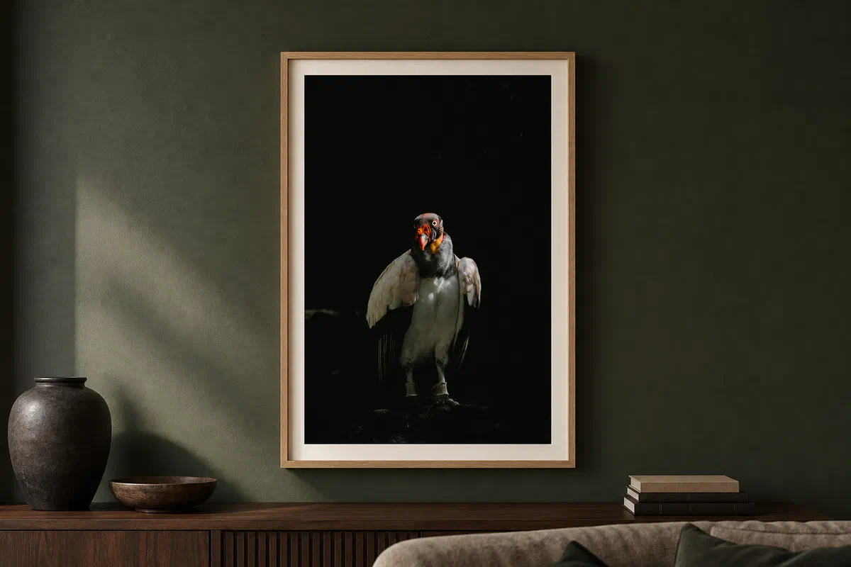 Vautour pape II