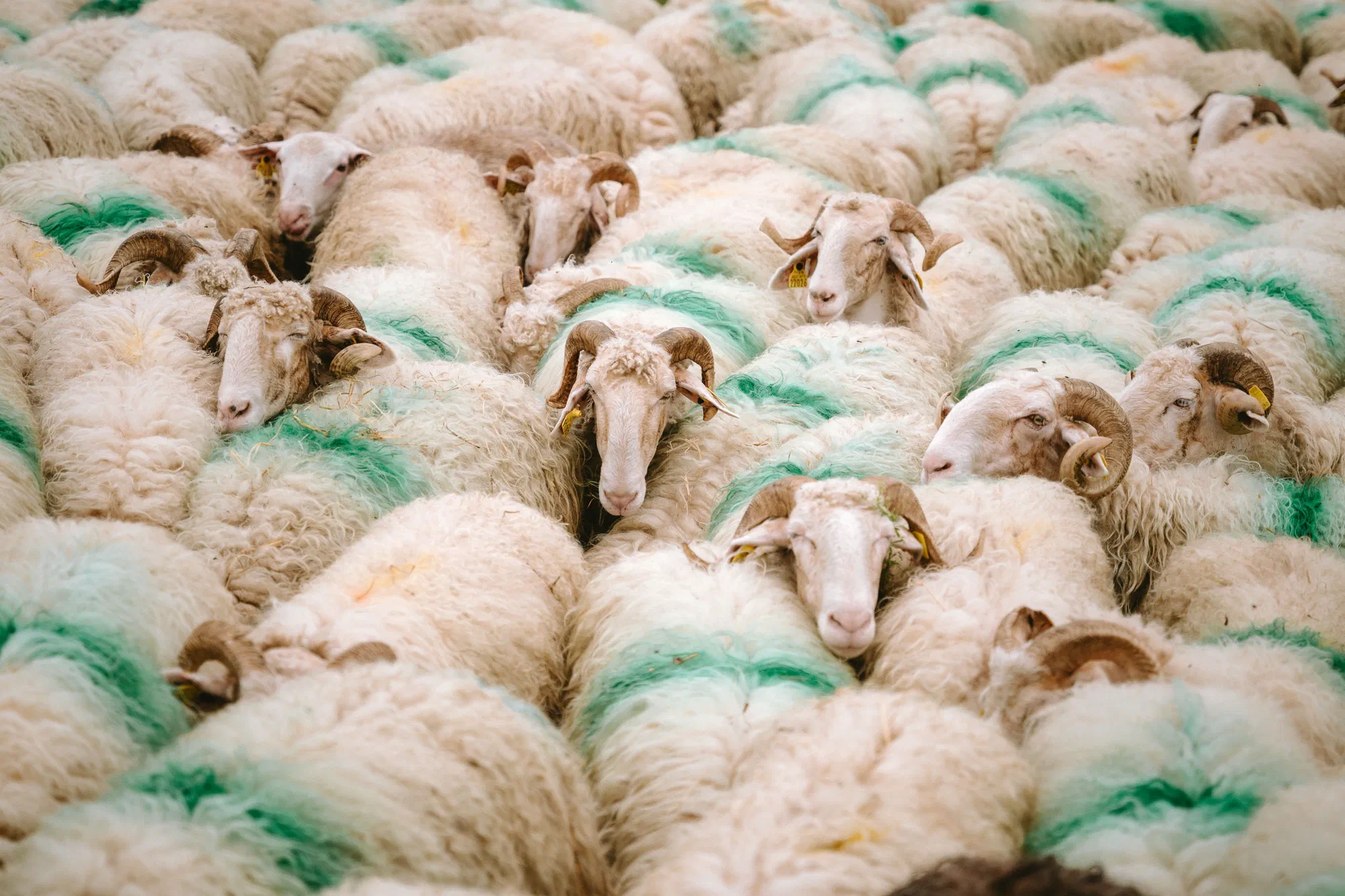 Moutons marqués dans l'estive