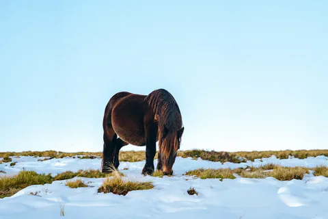 Pottok in the snow