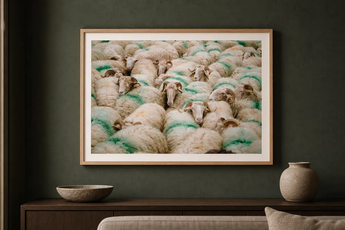Moutons marqués dans l'estive